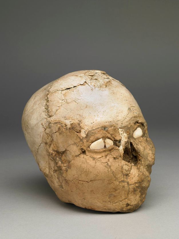 The round dome of a skull with a nasal cavity is set with shells have been set where the eyes would have been.